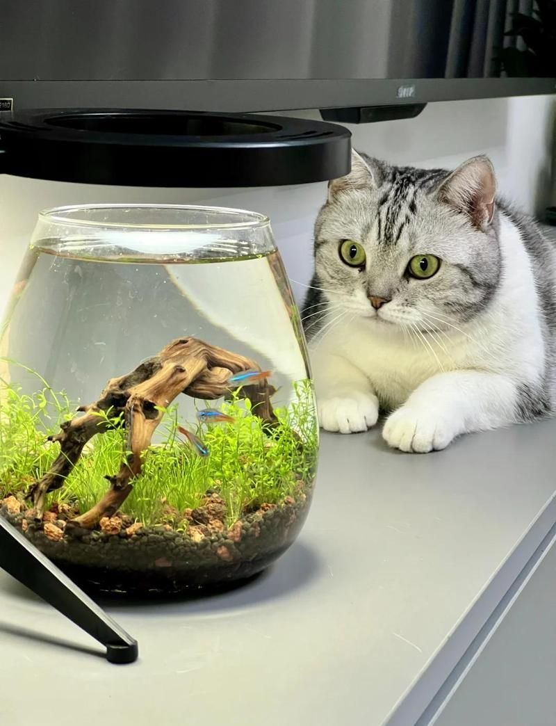 有哪些成功的貓和魚共養案例，貓和魚共養的注意事項