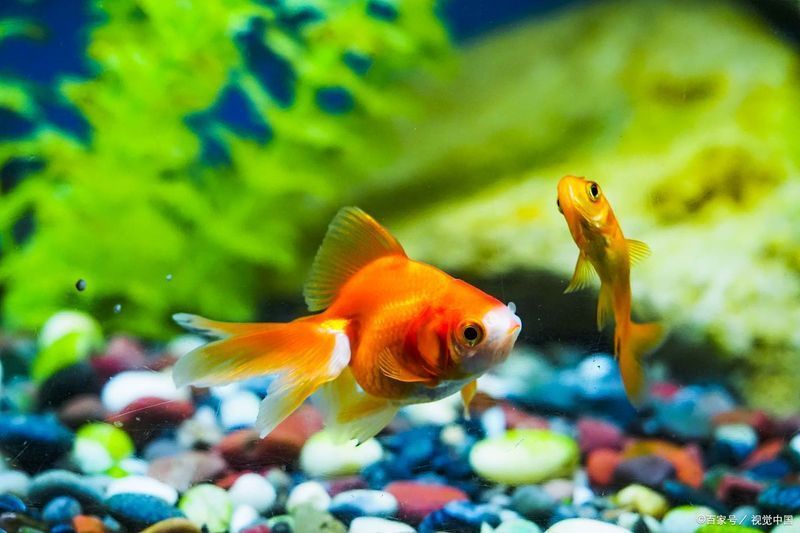 有哪些方法可以加速魚缸恢復，加速魚缸恢復的方法
