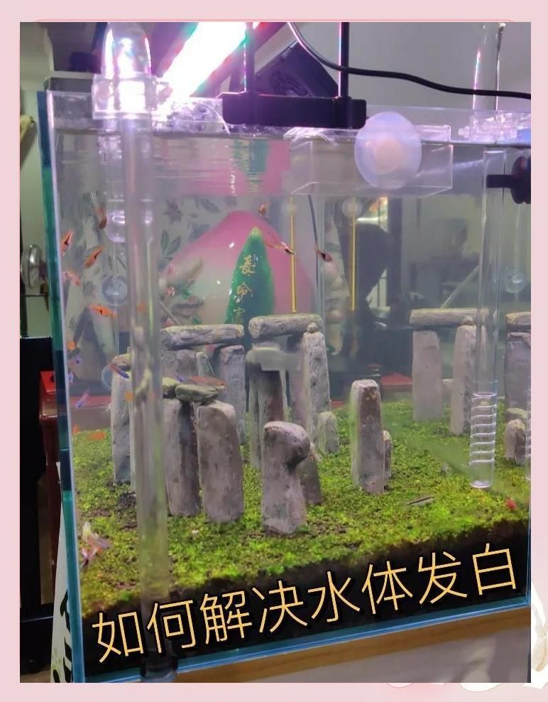 有哪些方法可以加速魚缸恢復，加速魚缸恢復的方法