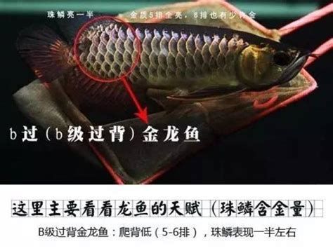 古典過背金龍魚，古典過背金龍魚的典型特征：古典過背金龍魚的典型特征