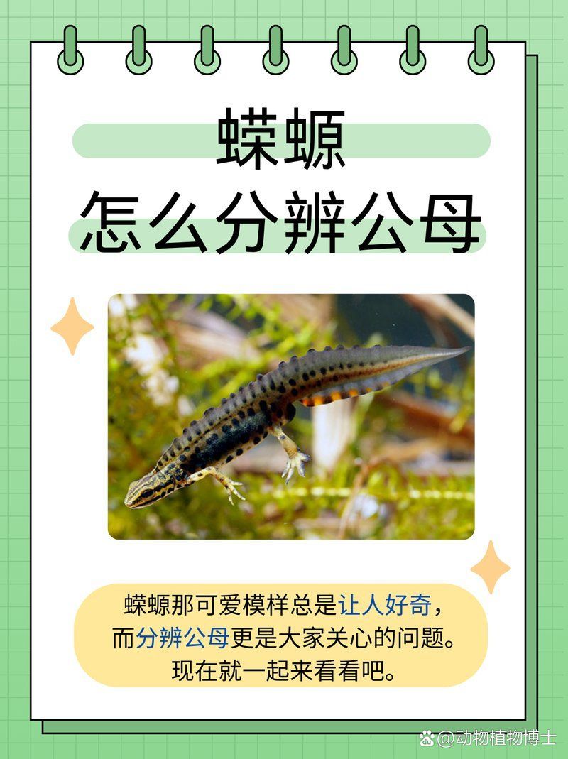 如何區分東方蠑螈的雌雄，東方蠑螈的雌雄差異在非繁殖期是否處于繁殖期