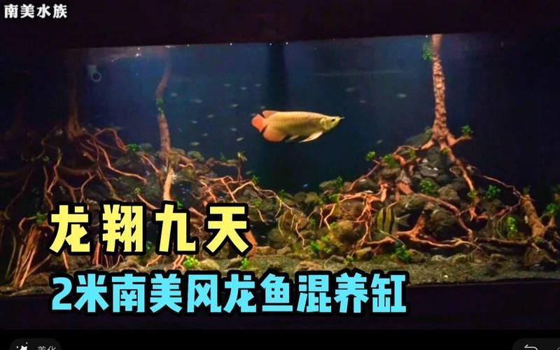 給我推薦幾款適合龍魚(yú)混養(yǎng)的魚(yú)缸，幾款適合龍魚(yú)混養(yǎng)的魚(yú)缸推薦
