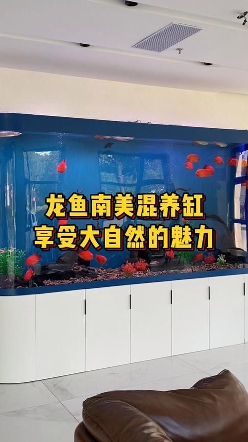 給我推薦幾款適合龍魚(yú)混養(yǎng)的魚(yú)缸，幾款適合龍魚(yú)混養(yǎng)的魚(yú)缸推薦