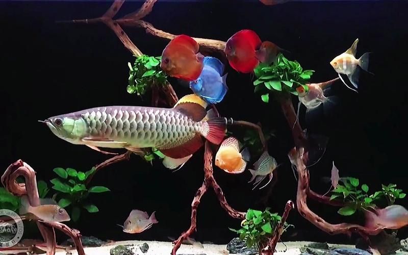給我推薦幾款適合龍魚(yú)混養(yǎng)的魚(yú)缸，幾款適合龍魚(yú)混養(yǎng)的魚(yú)缸推薦