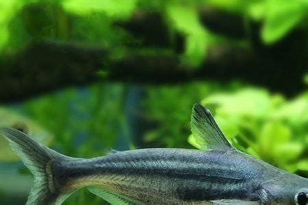 如何區分白化龍魚和普通龍魚？，化龍魚和普通龍魚在外觀上存在顯著差異，主要在于鱗片的顏色