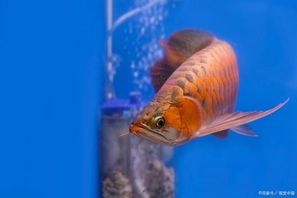南平龍魚的市場走勢如何