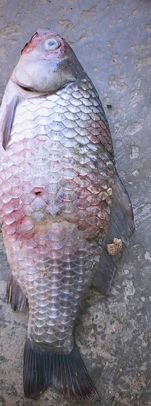 如何判斷半紅龍魚是否健康？，半紅龍魚健康判斷