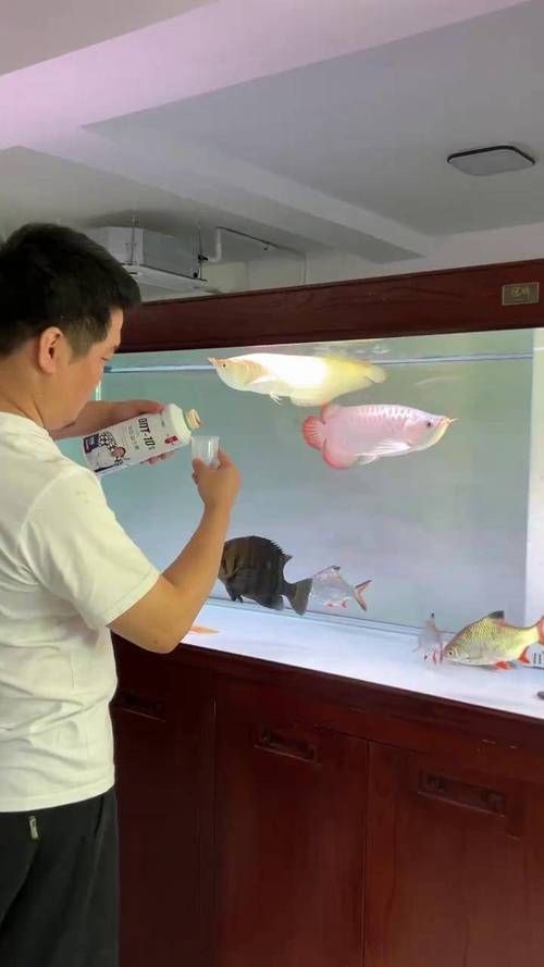 如何判斷半紅龍魚是否健康？，半紅龍魚健康判斷