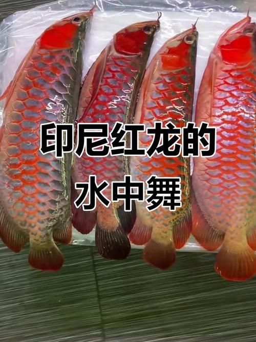 如何判斷半紅龍魚是否健康？，半紅龍魚健康判斷