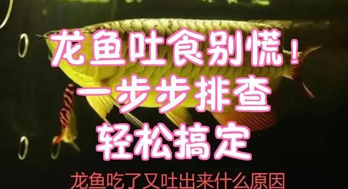 面包蟲冷凍后如何處理才能喂龍魚？，冷凍面包蟲喂食流程