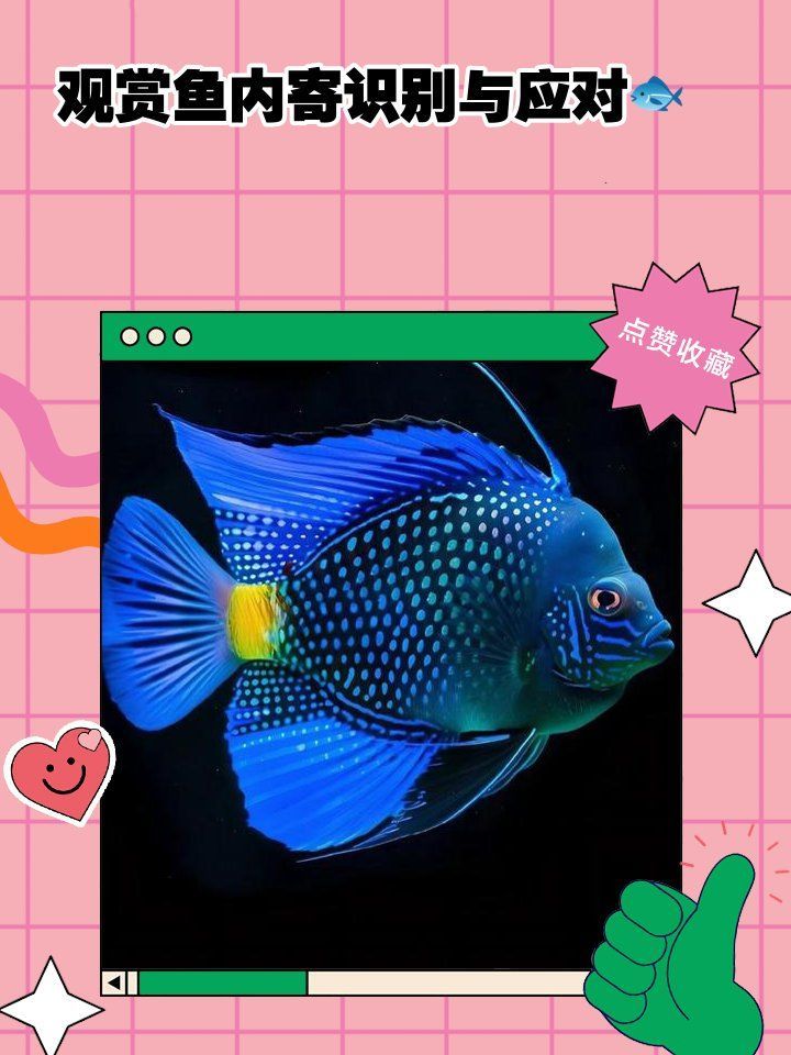 如何判斷龍魚內(nèi)寄和外寄，龍魚內(nèi)寄和外寄的區(qū)別