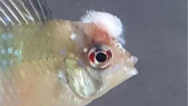 如何判斷魚是否需要藥浴治療，如何判斷觀賞魚是否需要藥浴治療