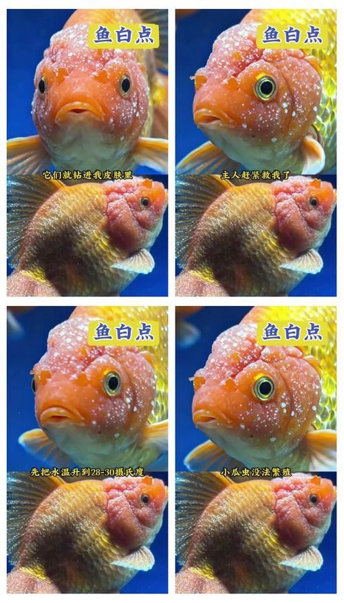 如何判斷魚是否需要藥浴治療，如何判斷觀賞魚是否需要藥浴治療