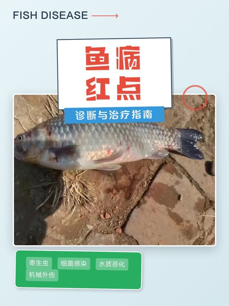 魚身上紅點如何治療，魚身上有紅點是什么病怎么治療 魚身上紅點如何治療，魚身上有紅點是什么病怎么治療 龍魚百科 第2張
