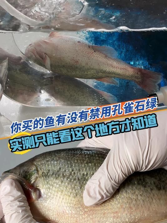 孔雀石綠對哪些魚類有副作用，孔雀石綠在魚體內的殘留時間有多長哪些國家或地區禁止使用