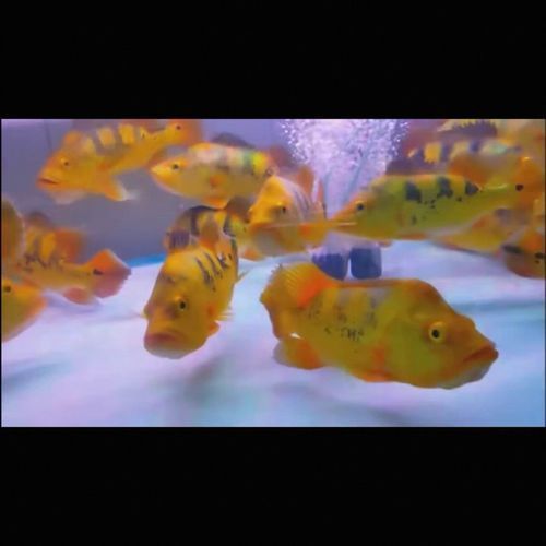 能提供幾張金老虎魚的圖片嗎，“金老虎魚”生成的摘要：以下是一段根據您提供的標題