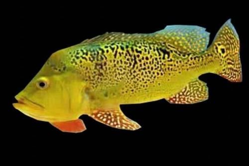 能提供幾張金老虎魚的圖片嗎，“金老虎魚”生成的摘要：以下是一段根據您提供的標題
