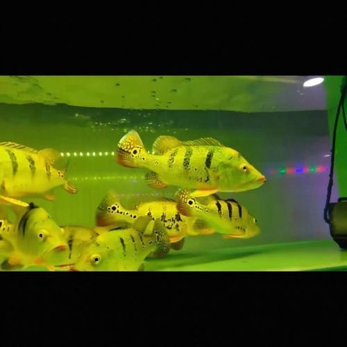 能提供幾張金老虎魚的圖片嗎，“金老虎魚”生成的摘要：以下是一段根據您提供的標題