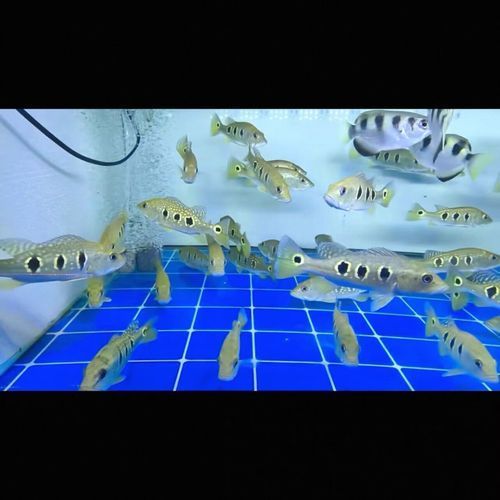 能提供幾張金老虎魚的圖片嗎，“金老虎魚”生成的摘要：以下是一段根據您提供的標題