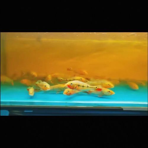 能提供幾張金老虎魚的圖片嗎，“金老虎魚”生成的摘要：以下是一段根據您提供的標題