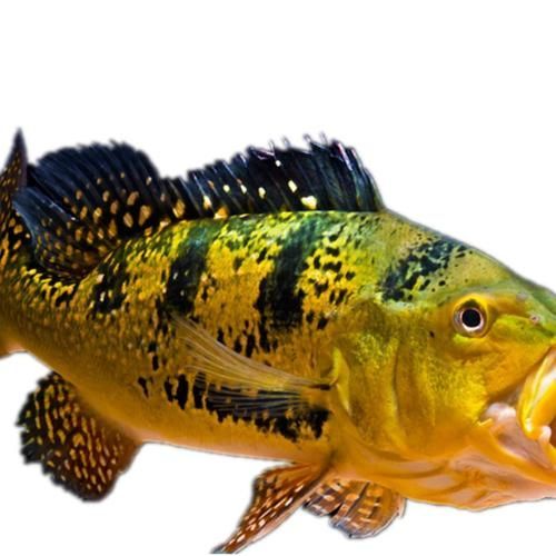 能提供幾張金老虎魚的圖片嗎，“金老虎魚”生成的摘要：以下是一段根據您提供的標題