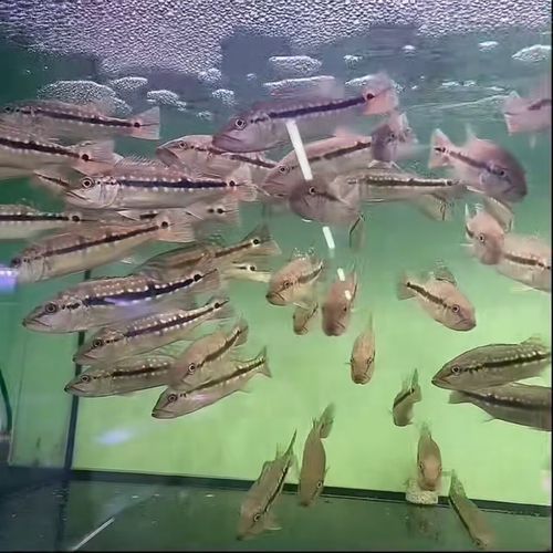 能提供幾張金老虎魚的圖片嗎，“金老虎魚”生成的摘要：以下是一段根據您提供的標題