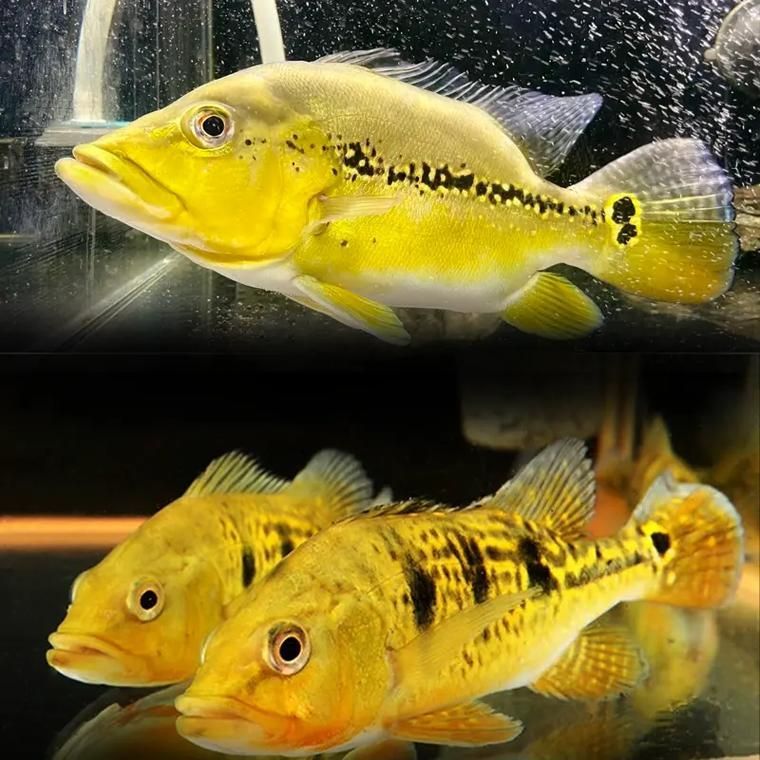 能提供幾張金老虎魚的圖片嗎，“金老虎魚”生成的摘要：以下是一段根據您提供的標題