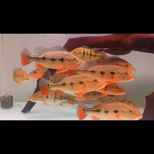 能提供幾張金老虎魚的圖片嗎，“金老虎魚”生成的摘要：以下是一段根據您提供的標題
