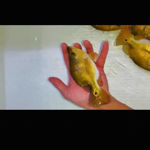能提供幾張金老虎魚的圖片嗎，“金老虎魚”生成的摘要：以下是一段根據您提供的標題