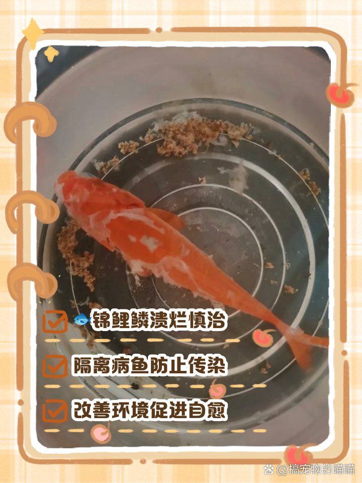 魚鱗腐爛治療期間需要停食嗎，錦鯉魚鱗潰爛快速解決辦法