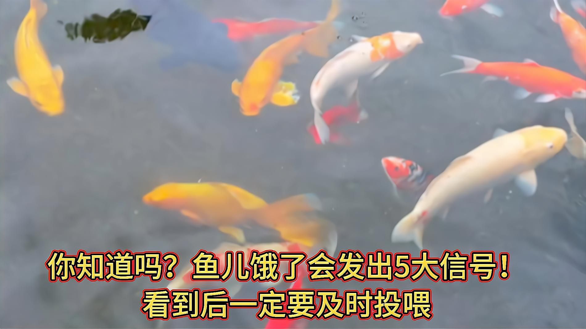 如何判斷魚是否饑餓，判斷魚是否饑餓，通過這些方法來判斷魚是否饑餓