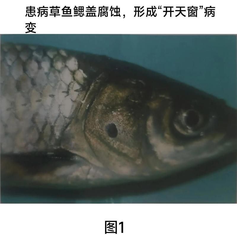 如何預防魚類爛鰓病，西安地區魚類爛鰓病預防指南（1000字詳解）