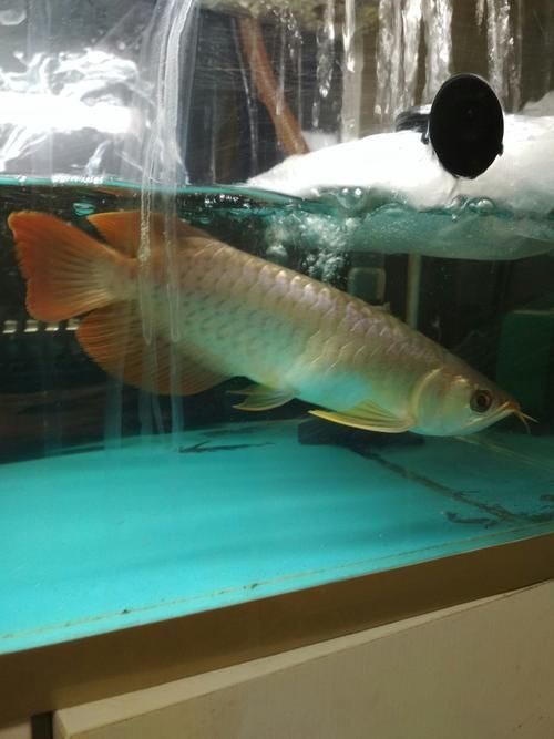 給我一些龍魚腹水病的圖片，關于龍魚腹水病的治療案例，龍魚腹水病的治療案例