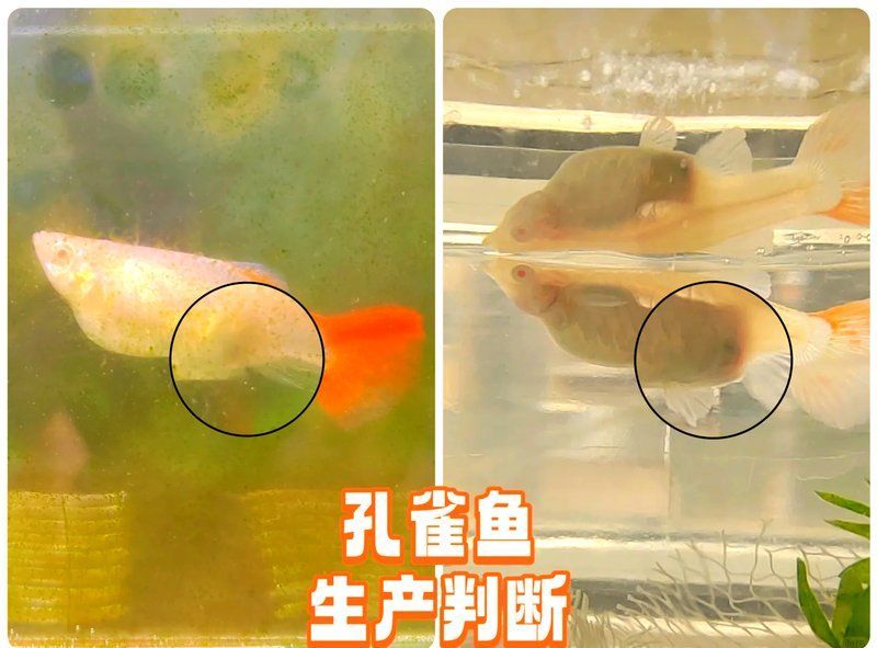 如何判斷孔雀魚是否處于繁殖期