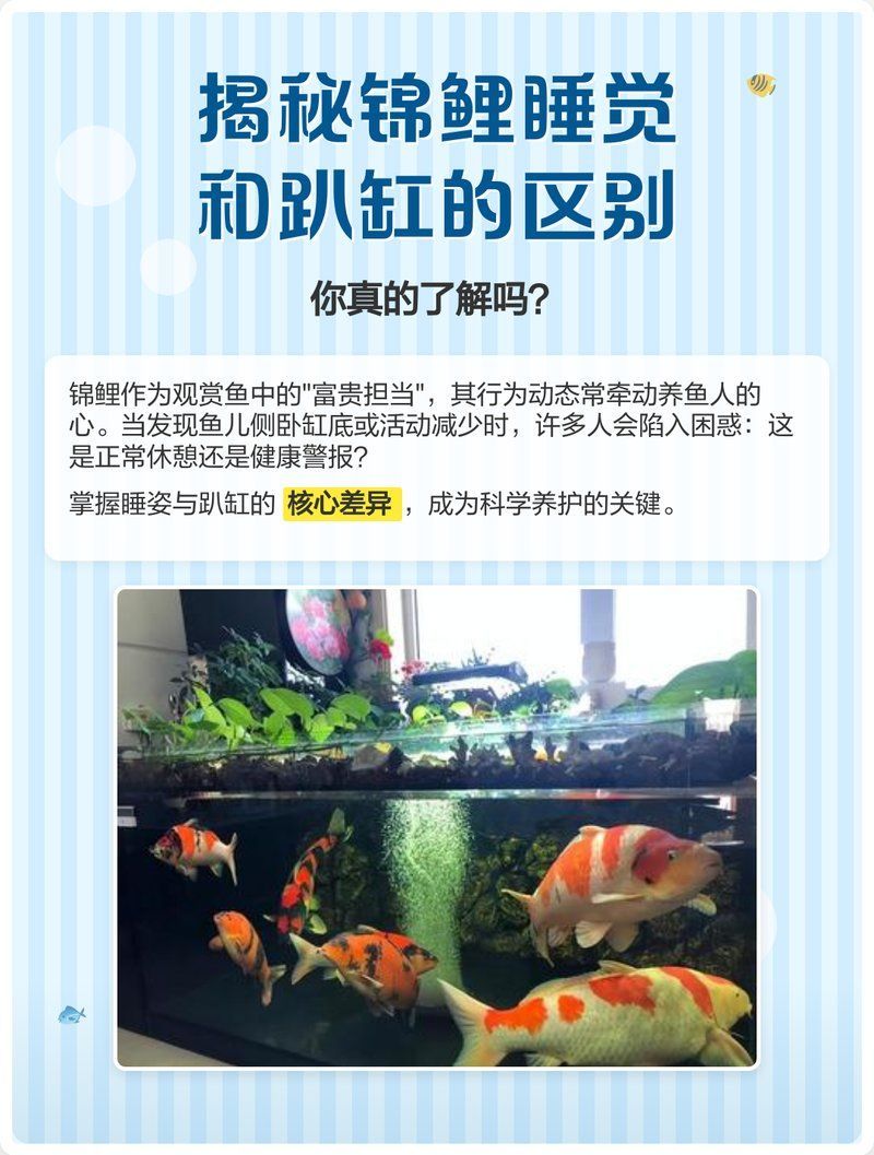 錦鯉趴缸底會(huì)有什么癥狀，《錦鯉趴缸底的真相手冊(cè)魚趣暹羅斗魚,錦鯉趴缸底如何預(yù)防