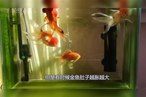 金魚突然漲肚子炸鱗，金魚突然漲肚子和炸鱗是怎么回事