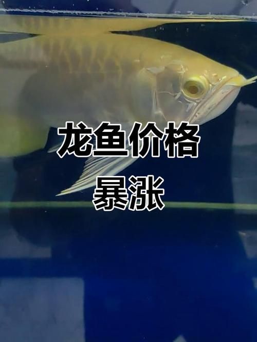 長汀龍魚的市場價格是多少，長汀龍魚市場價格是多少長汀龍魚市場供需情況如何鑒別