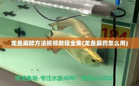 龍魚發燒時應該如何急救？，龍魚發燒怎么辦