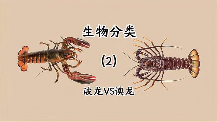 紅龍與澳龍的區別，紅龍vs澳龍,深海美味細節辨?