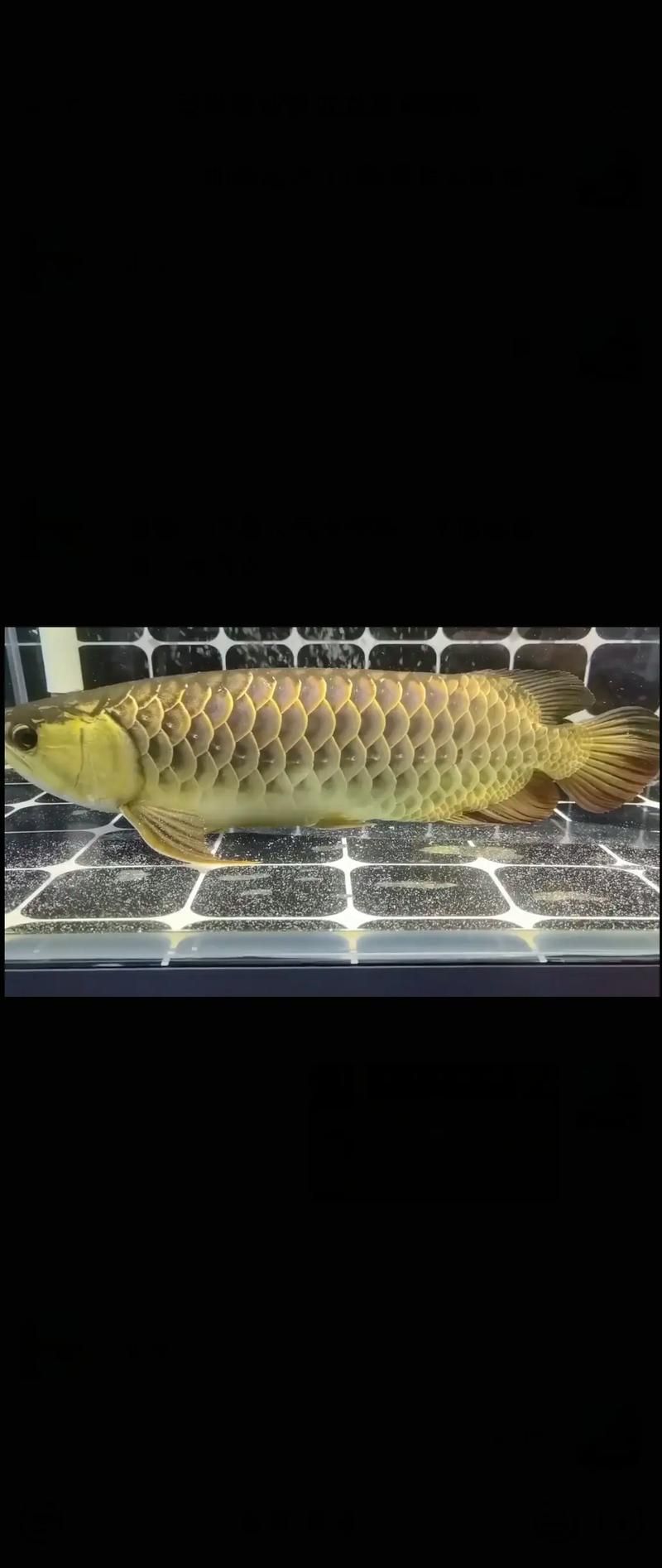 如何判斷西青龍魚是否健康，/觀察西青龍魚健康龍魚健康狀態所需的核心信息