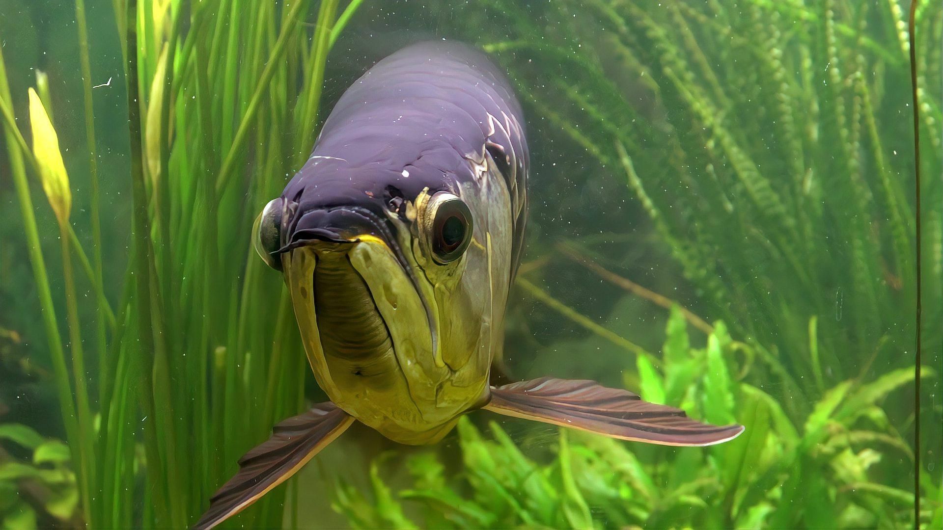 哪些龍魚品種不需要開小夜燈，哪些龍魚品種不需要開小夜燈？