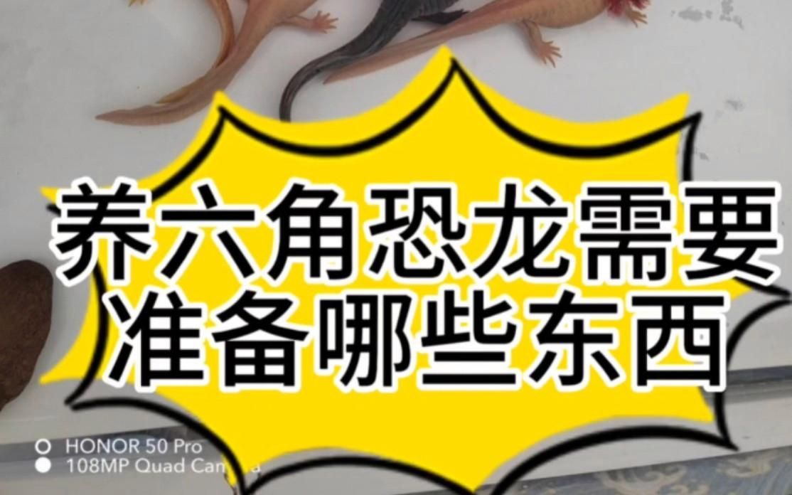 六角龍魚需要哪些設(shè)備，六角恐龍?jiān)趺答B(yǎng)需要準(zhǔn)備哪些東西