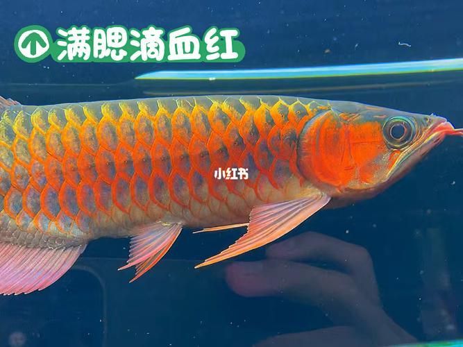 能否提供紅龍腮部顏色的圖片示例，紅龍魚腮部顏色的圖片示例