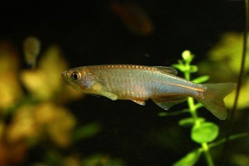 玫瑰銀版魚，關于玫瑰銀版魚的介紹