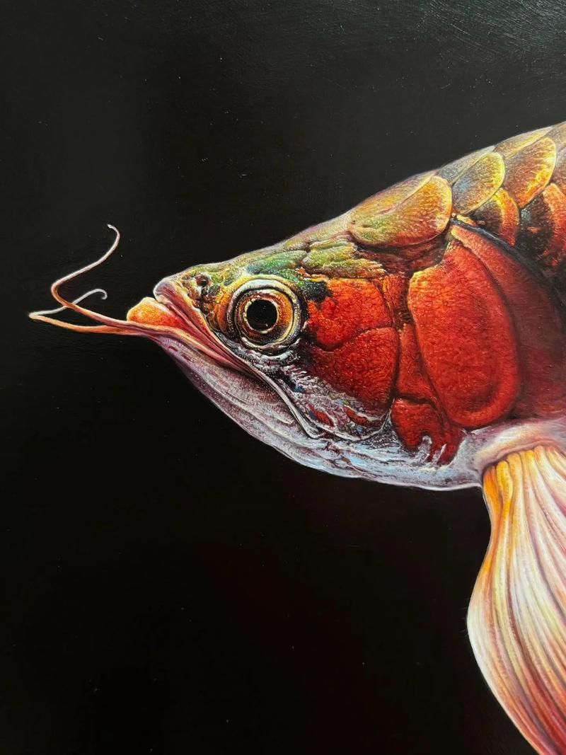 有沒有更多紅龍魚的高清壁紙，如何找到更多的紅龍魚的高清壁紙