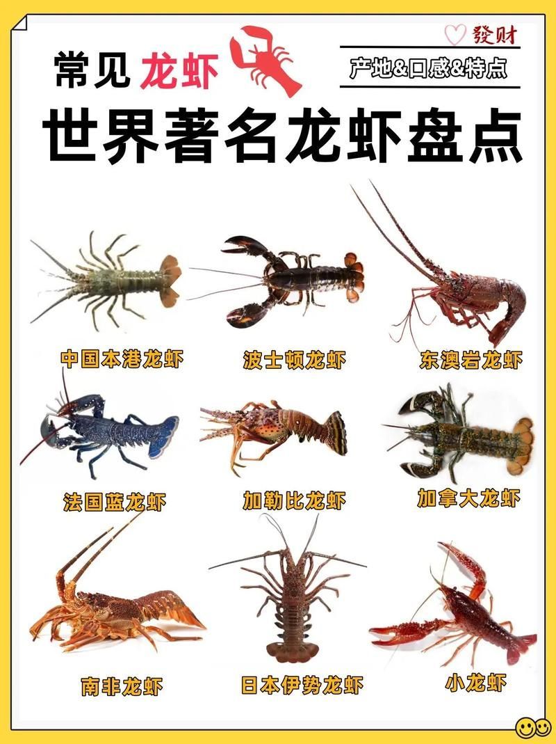 有沒有更多種類的龍蝦圖片，淡水龍蝦和海水龍蝦的烹飪方式多樣，龍蝦的烹飪方式多樣