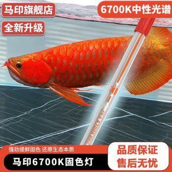 哪種品牌的紅龍魚誘色燈最好？，紅龍魚誘色燈的選擇