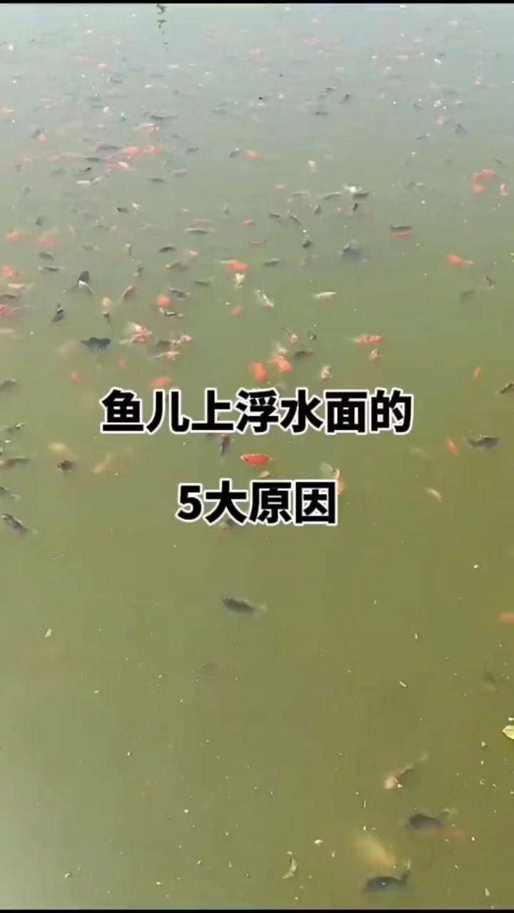 魚總是浮在水面上怎么回事，魚總是浮在水面上怎么回事，怎樣才能讓魚少生病寵小潤