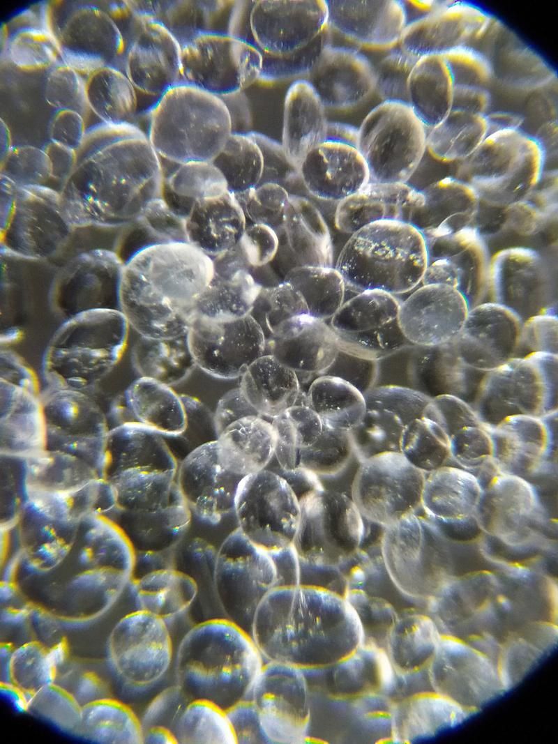 有哪些硝化細(xì)菌可以添加到龍魚(yú)缸中？，硝化細(xì)菌在龍魚(yú)缸中的應(yīng)用