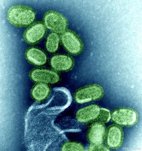 有哪些硝化細(xì)菌可以添加到龍魚(yú)缸中？，硝化細(xì)菌在龍魚(yú)缸中的應(yīng)用